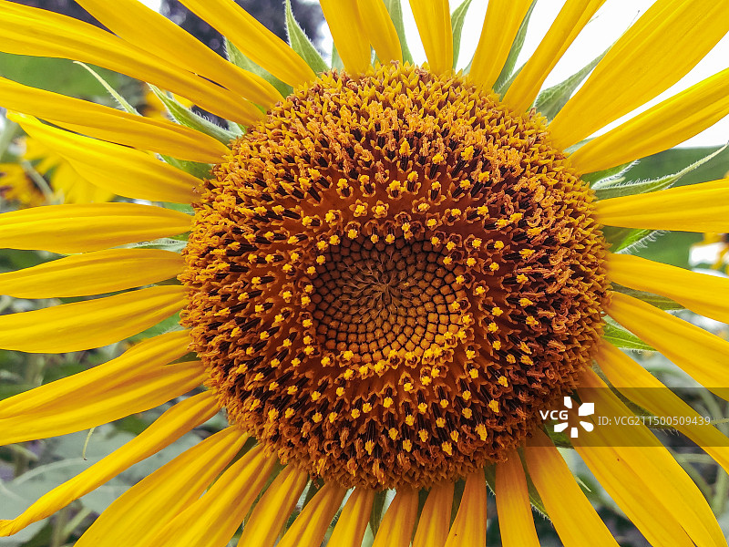 向日葵的特写图图片素材