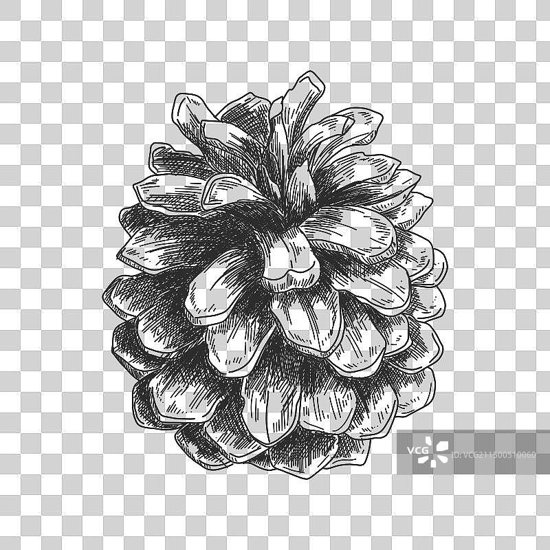 墨水绘图：松果轮廓草图图片素材