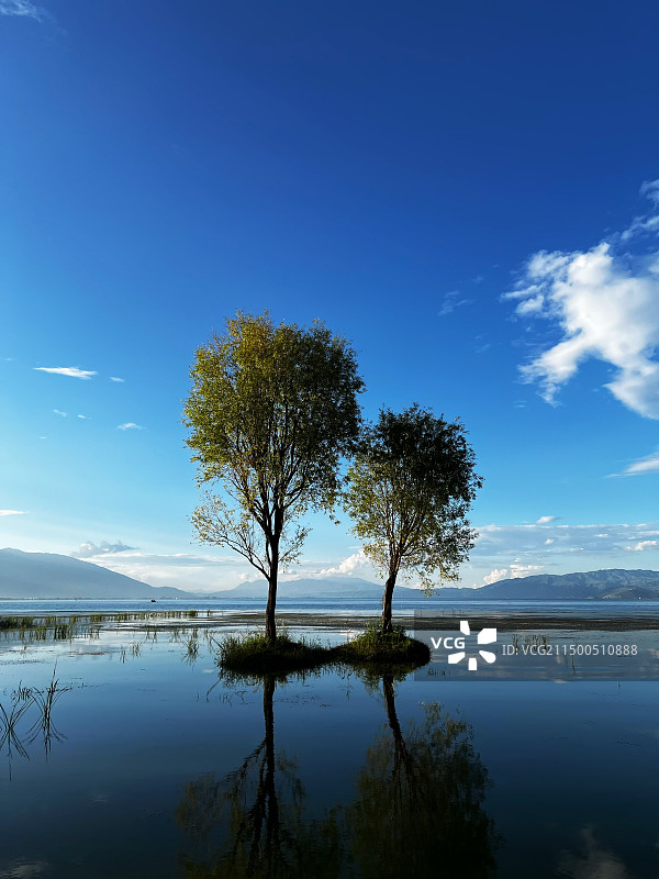 大理夫妻树图片素材