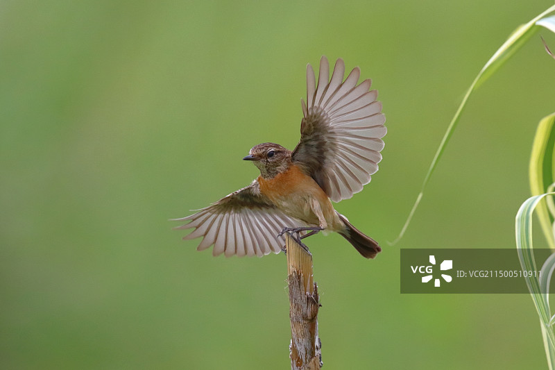 东亚石䳭图片素材