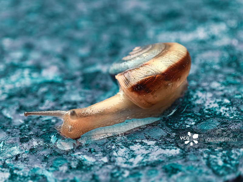 雨中爬行的蜗牛图片素材