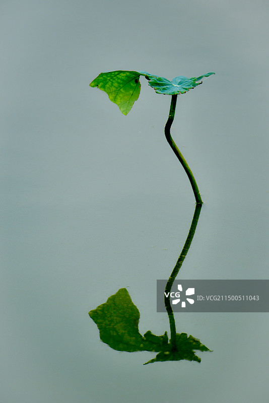 荷殇·3图片素材