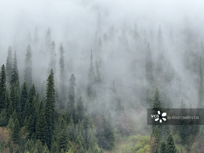 那拉提雾森图片素材