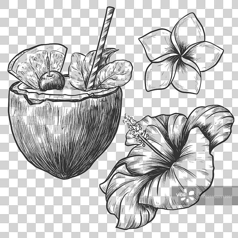 手绘椰子鸡尾酒与芙蓉花草图图片素材