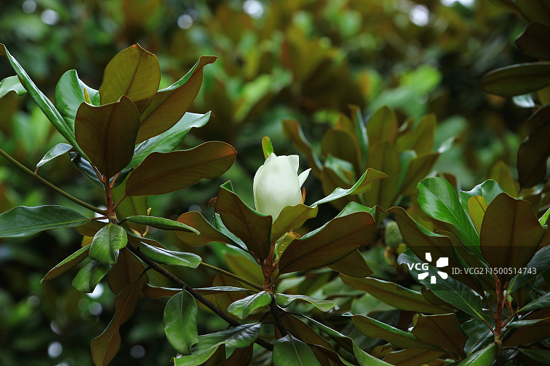 夏天盛开的白色木兰花图片素材