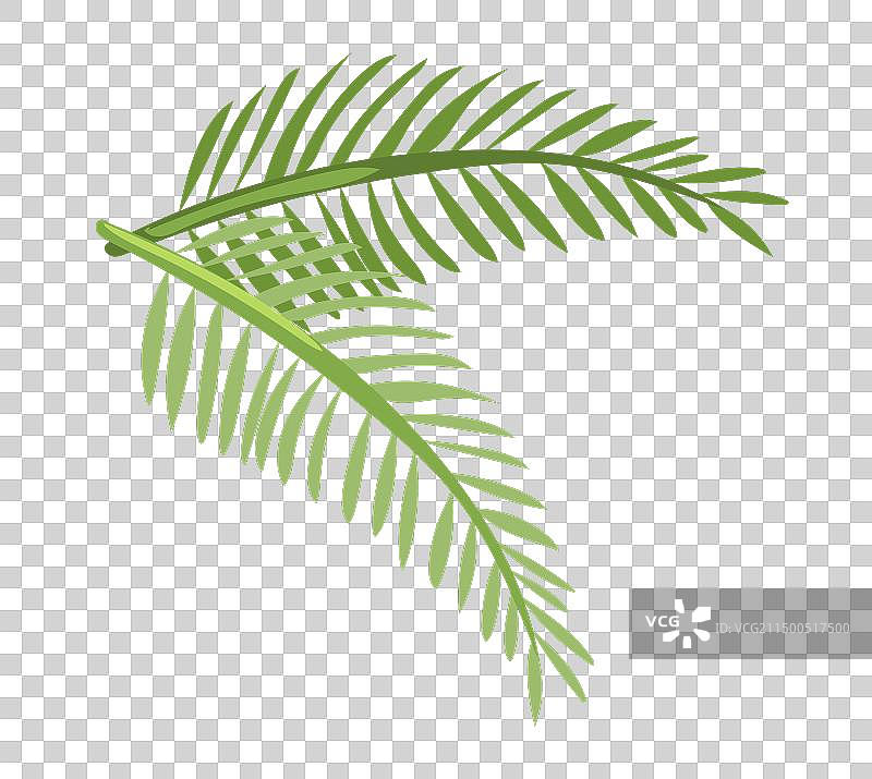 扁平风格棕榈叶图片素材