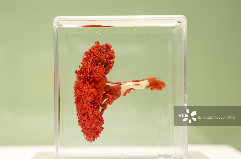 国家自然博物馆藏珍贵脾动脉铸型标本图片素材