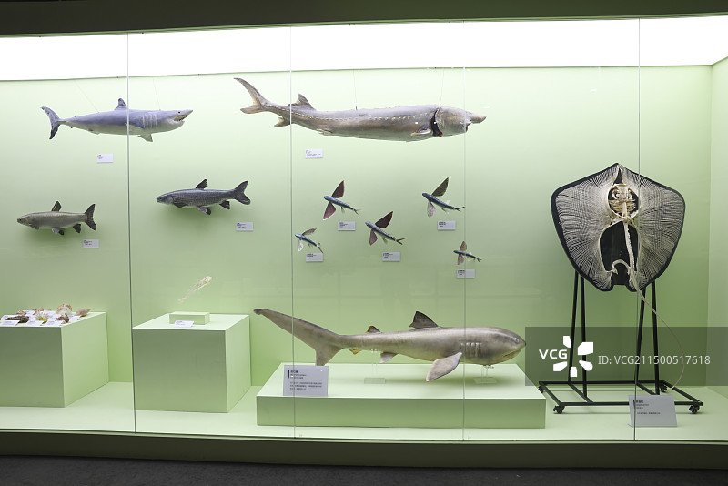 国家自然博物馆藏珍贵海洋动物标本图片素材