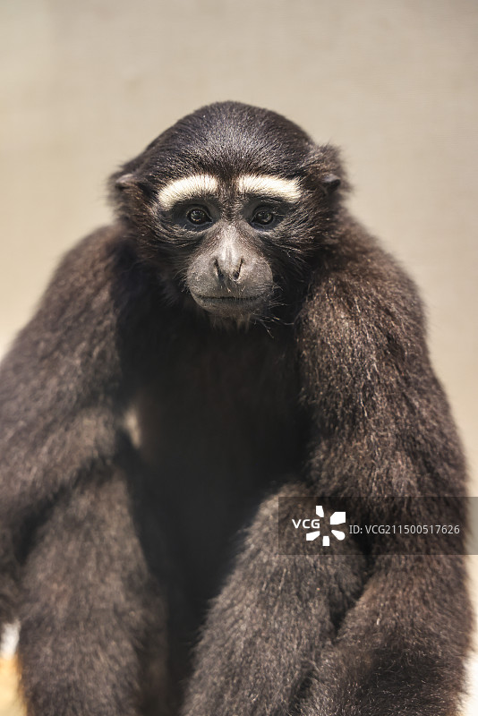 国家自然博物馆藏珍贵标本西部白眉长臂猿图片素材