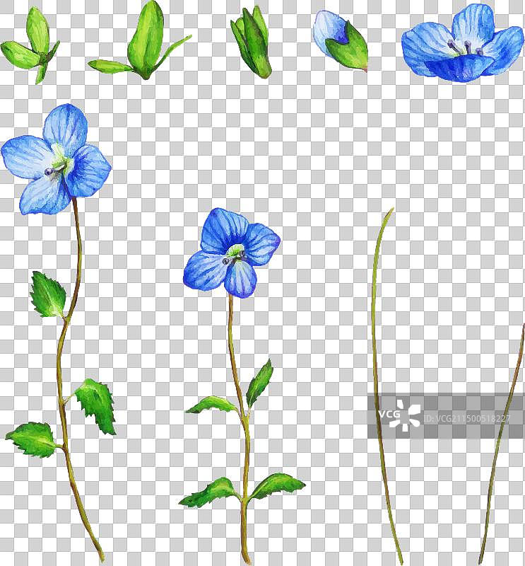 水彩勿忘我花卉套装图片素材