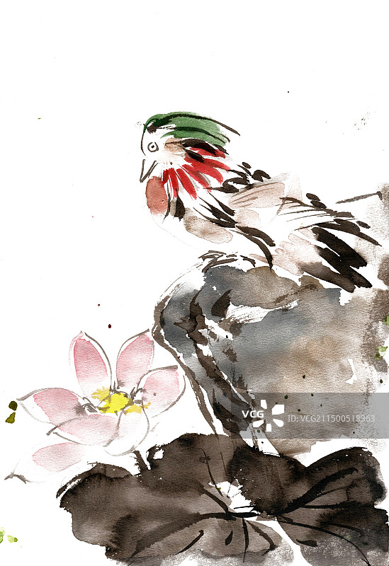 荷花鸳鸯图片素材