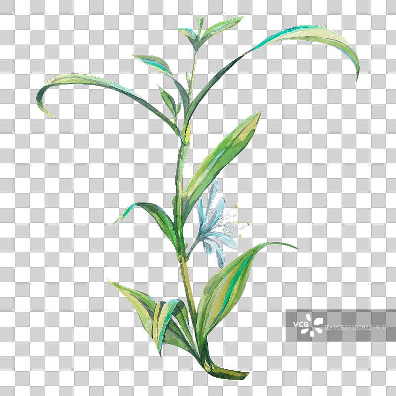 吊兰花的水彩画图片素材
