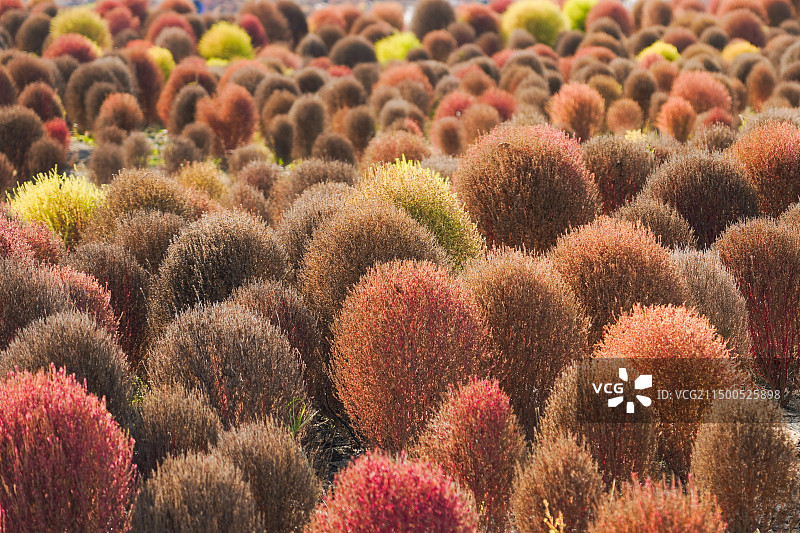 五彩地肤图片素材