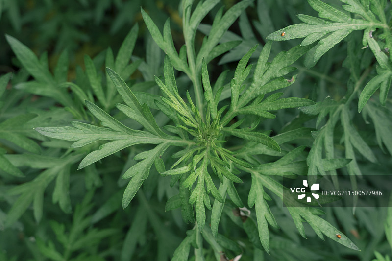 翠绿的艾草图片素材