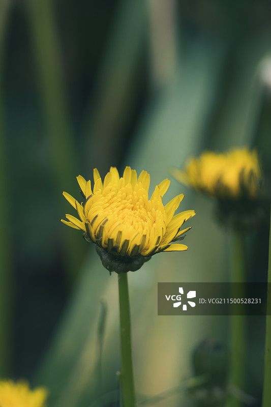 蒲公英图片素材