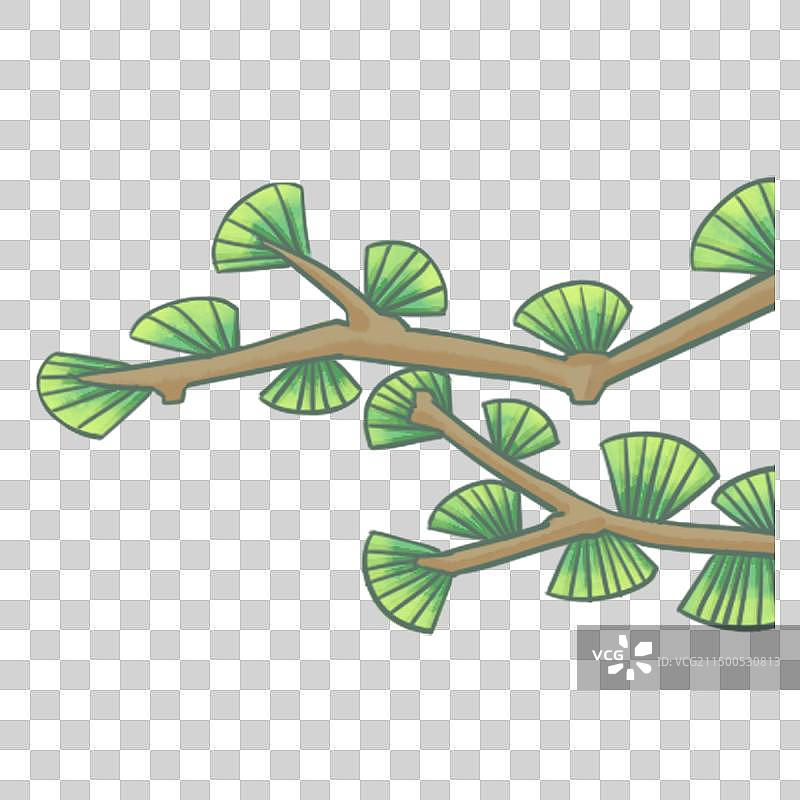 松柏树枝图片素材