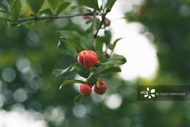 夏天盛开的石榴花图片素材
