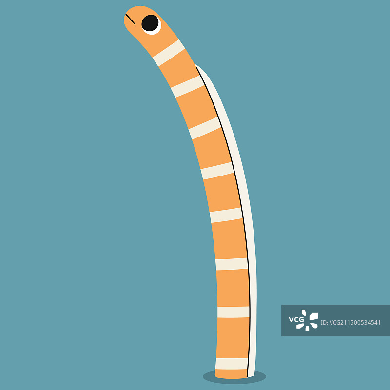 单条壮丽花园鳗5图片素材