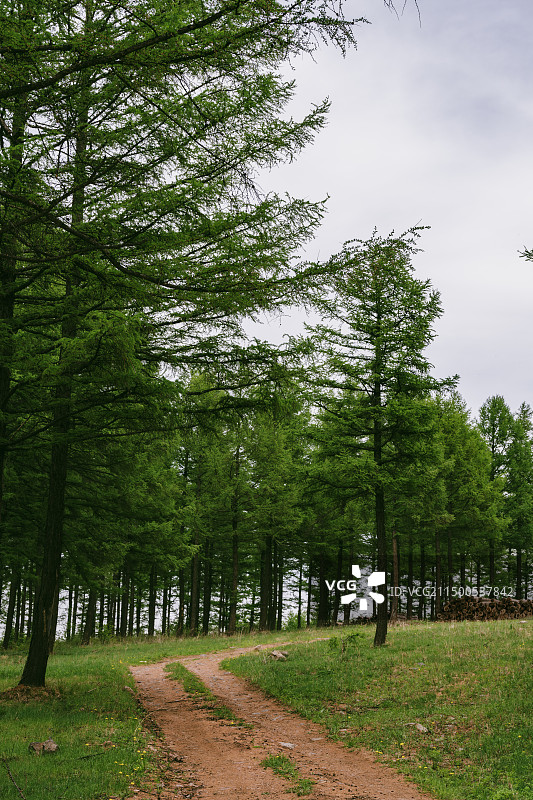 塞罕坝森林图片素材