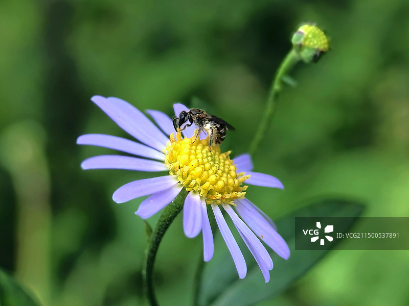 马兰花上的胡蜂图片素材