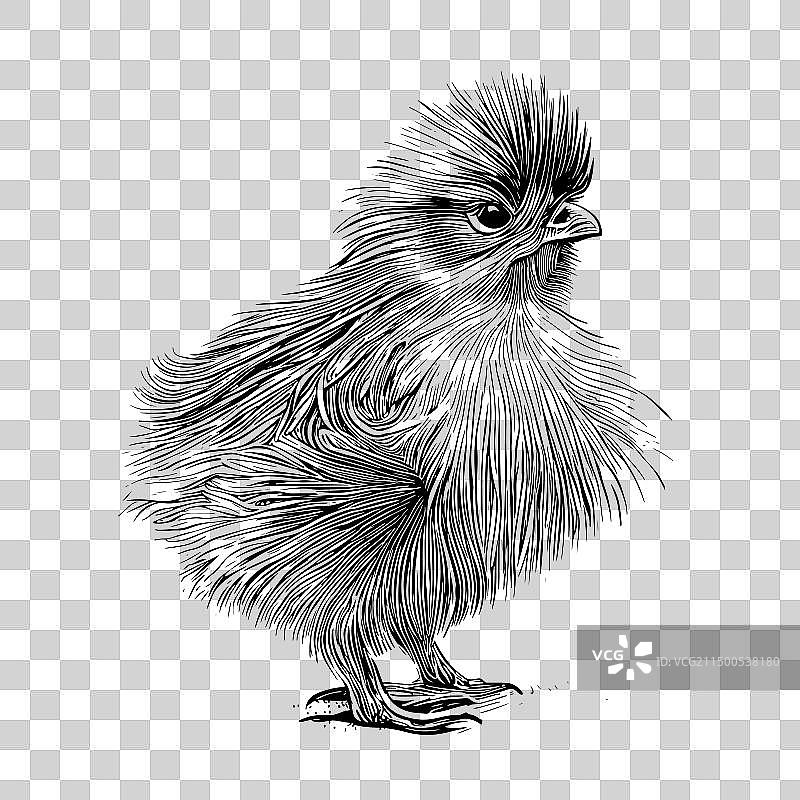 手绘丝绸母鸡小鸡趣味草图图片素材