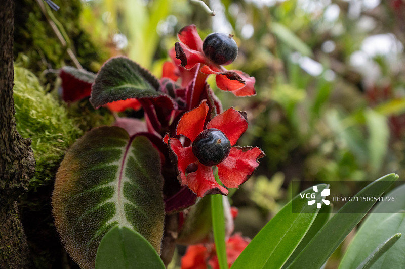 海州常山 Clerodendrum trichotomum Thunb.图片素材