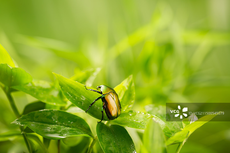 树叶上的铜绿丽金龟子甲虫昆虫特写图片素材