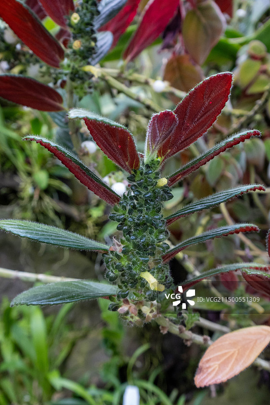 木蓝 槐蓝 大蓝Indigofera tinctoria Linn图片素材