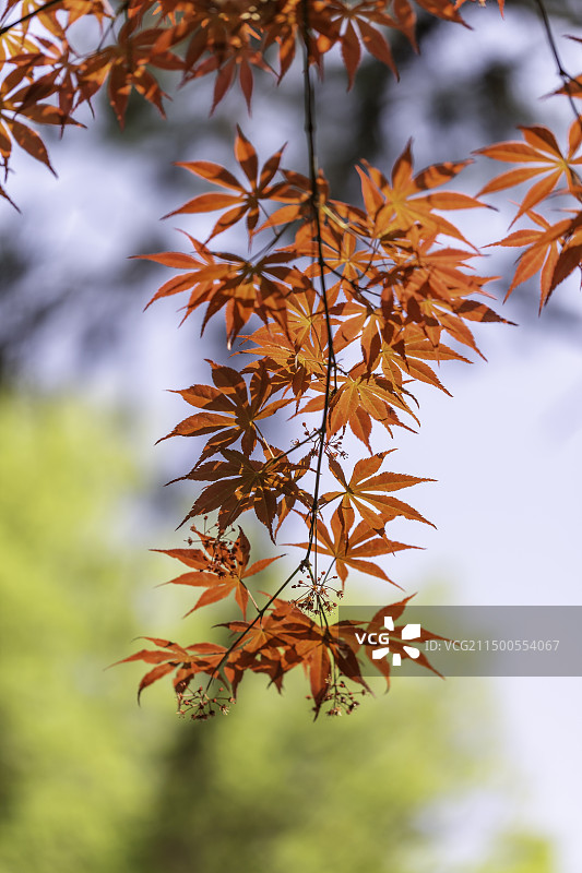 春天的红叶-武汉东湖磨山图片素材