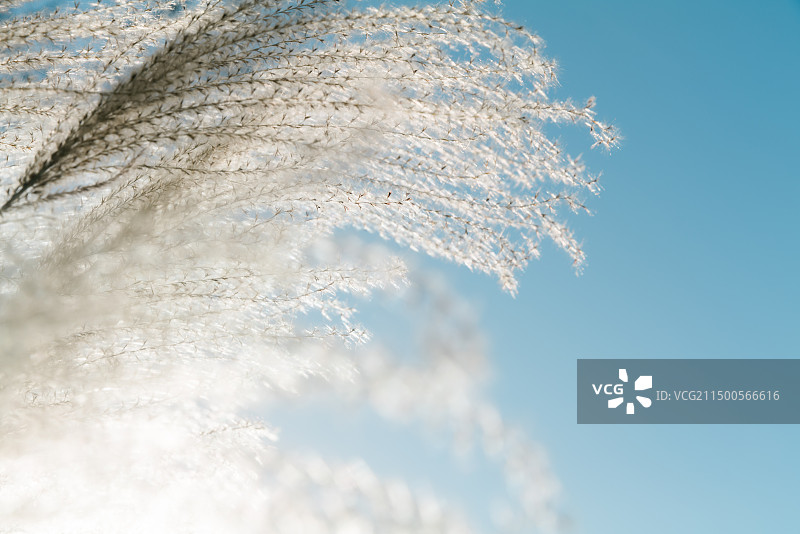 梦幻芦苇背景图片素材