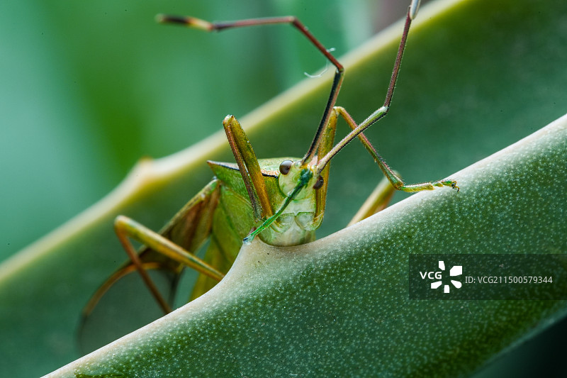 芦荟上的蚂蚱特写图片素材