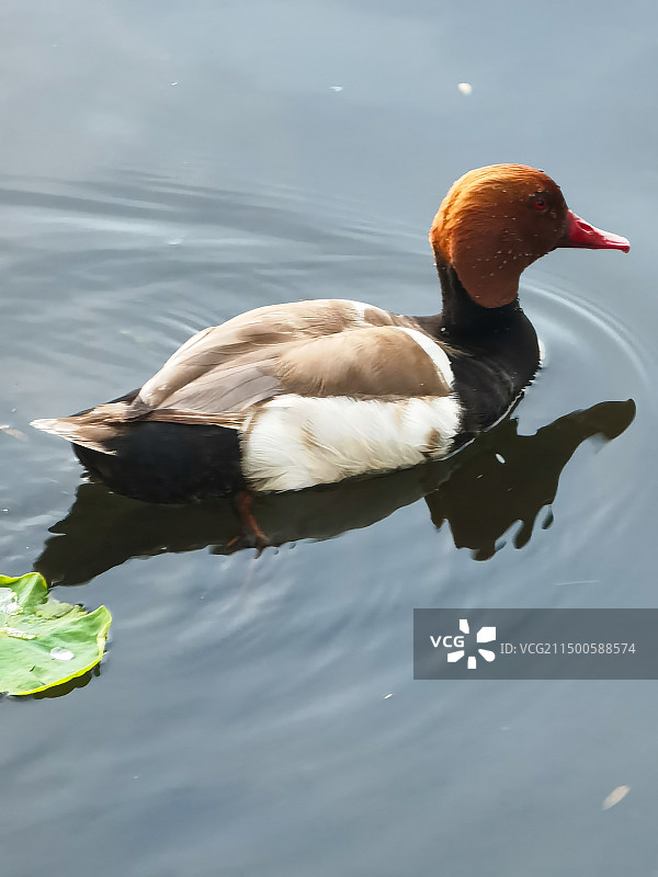 北京玉渊潭公园湖里游玩的红头潜鸭图片素材