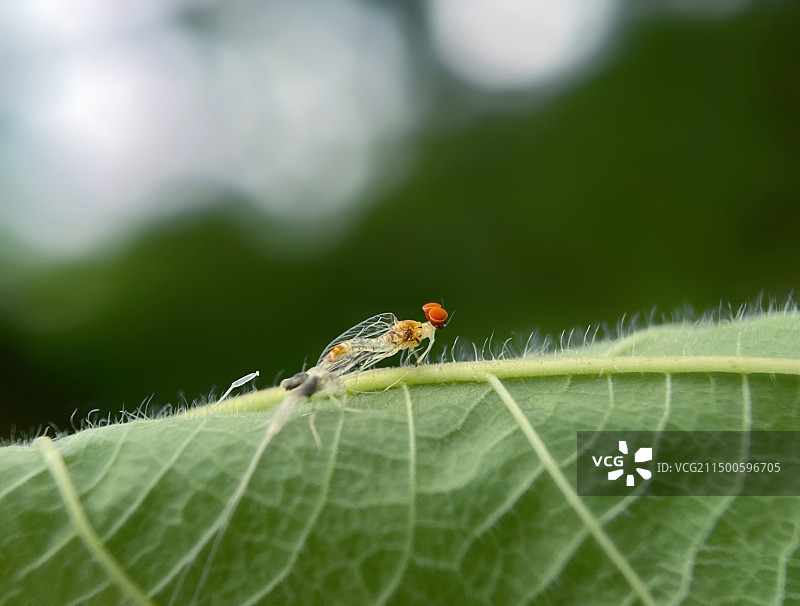 正在羽化的蛋糕头蜉蝣图片素材