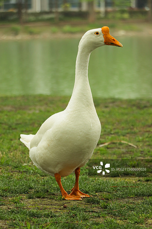 白鹅矗立在雨中图片素材