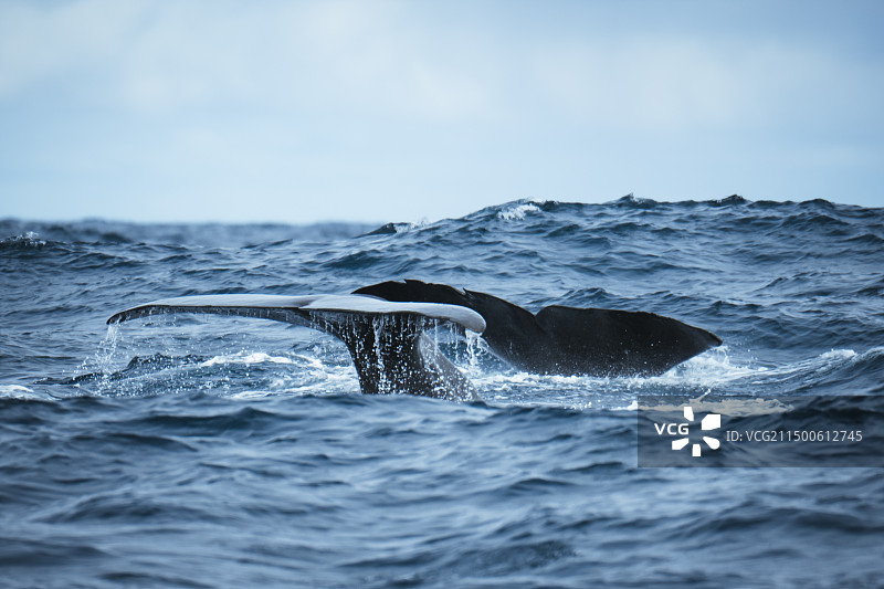 挪威 | 安岛观鲸图片素材