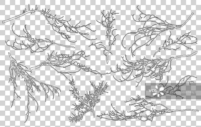 落叶树的轮廓裸枝合集图片素材