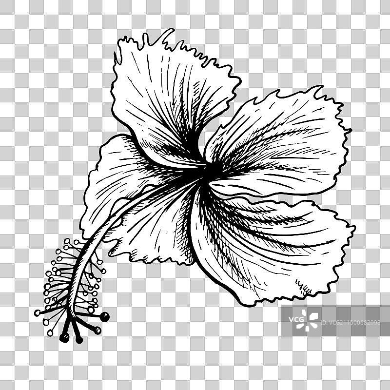 热带芙蓉花中国月季花图片素材