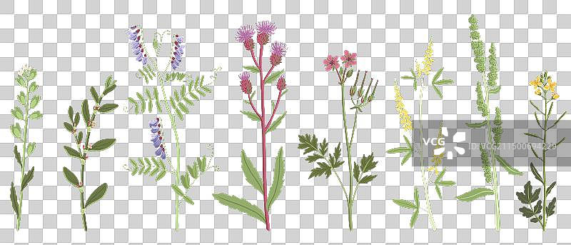野生花卉绘画图片素材