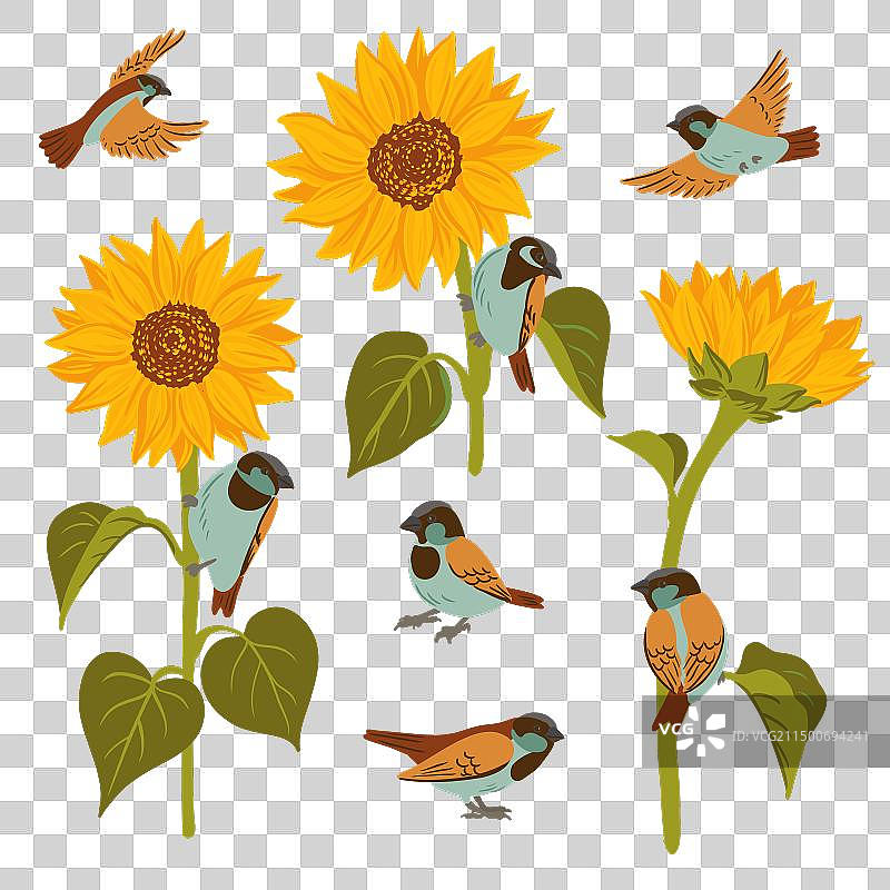 向日葵与鸟类绘画图片素材