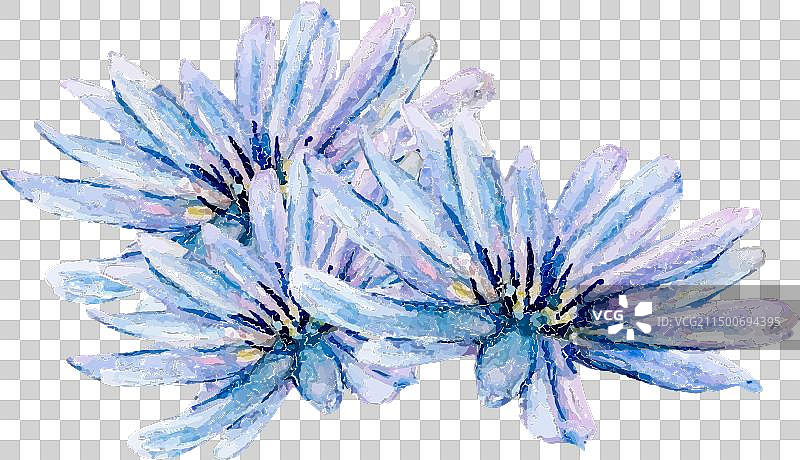 蓝色矢车菊花朵水彩图片素材