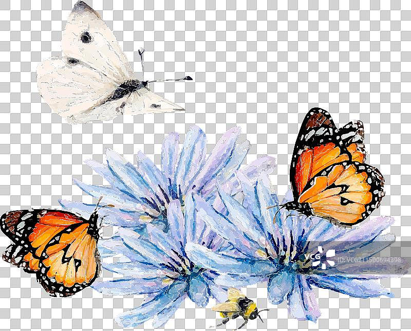蓝色菊苣蝴蝶水彩花卉图片素材