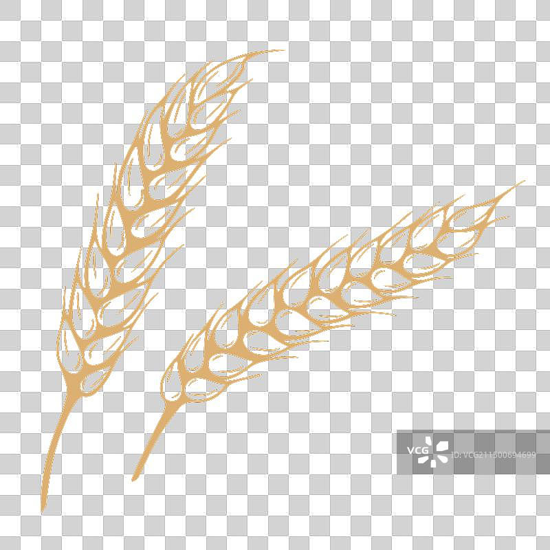 成熟穗状花序图形草图图片素材