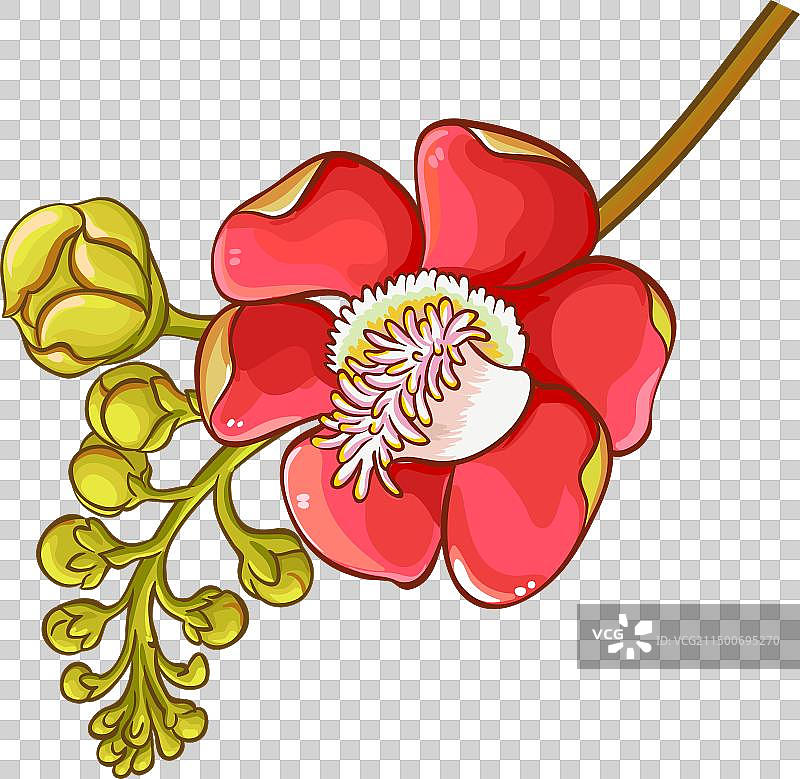 彩色巴西坚果花图片素材