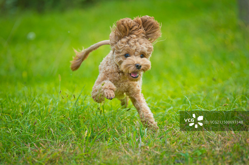 草地上奔跑的泰迪犬图片素材