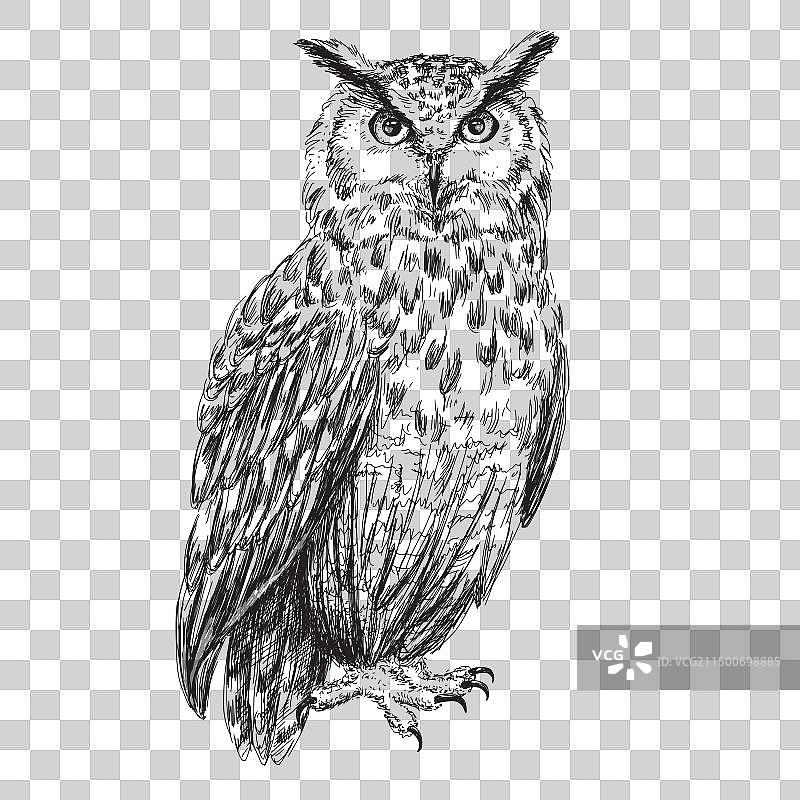 白背景上的雕鸮素描图片素材