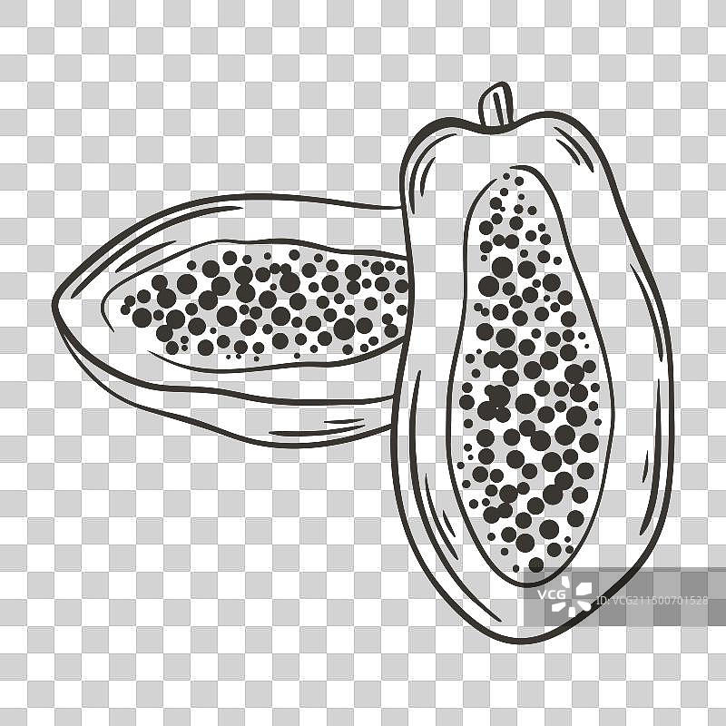 手绘木瓜水果草图图片素材