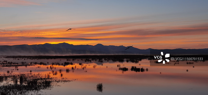 花湖 早起的鸟儿图片素材