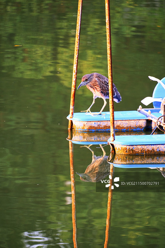合肥包公园的秋天图片素材