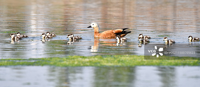 赤麻鸭图片素材