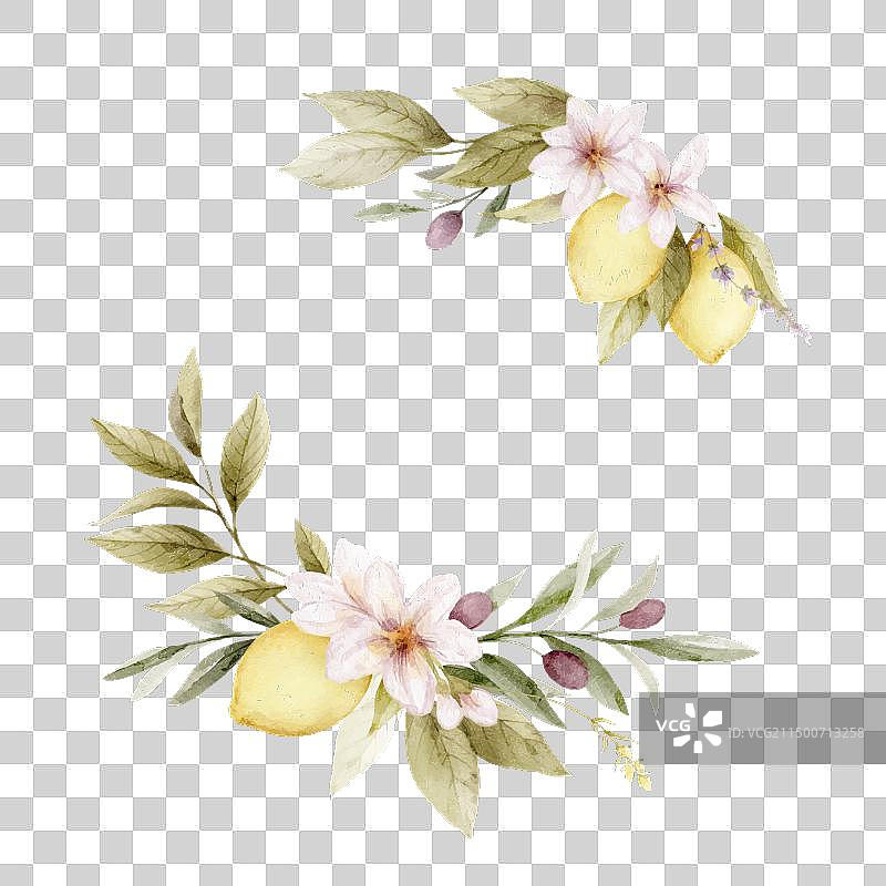 柠檬和橄榄水彩花环图片素材